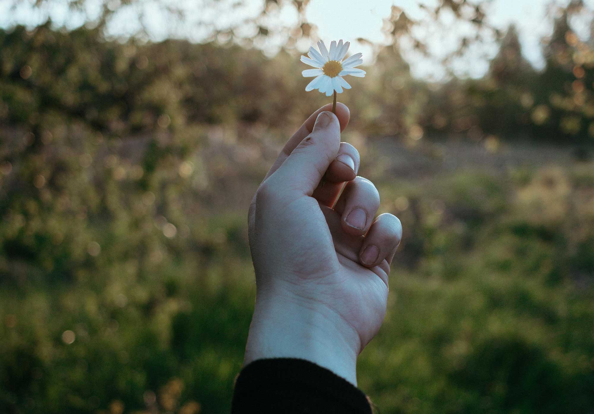 girl holding daisy